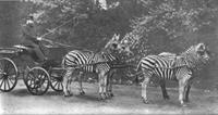 Carriage pulled by zebras