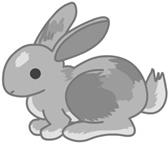 A rabbit