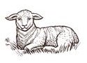 Lamb