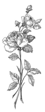 rose