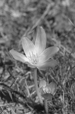 Desert Rose