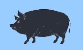 pig