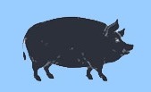 Pig2