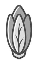 Endive - Chicory